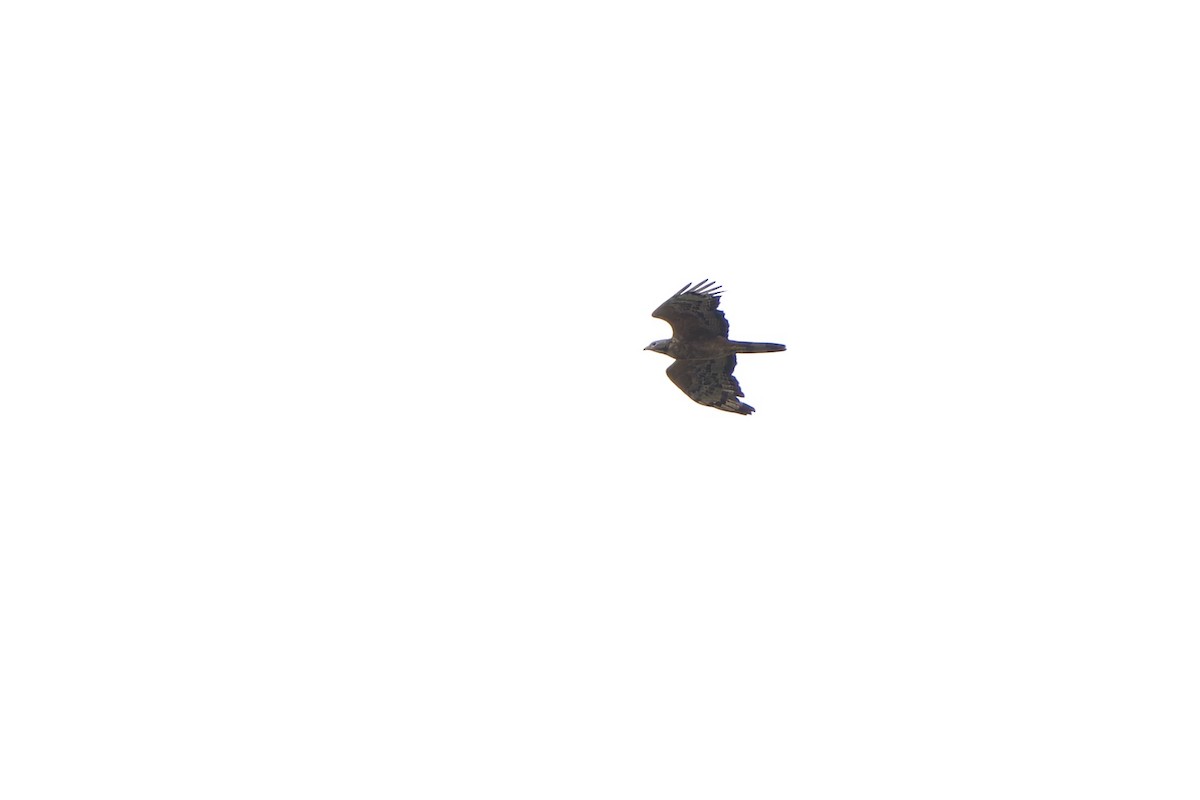 Oriental Honey-buzzard (Northern) - ML642470301