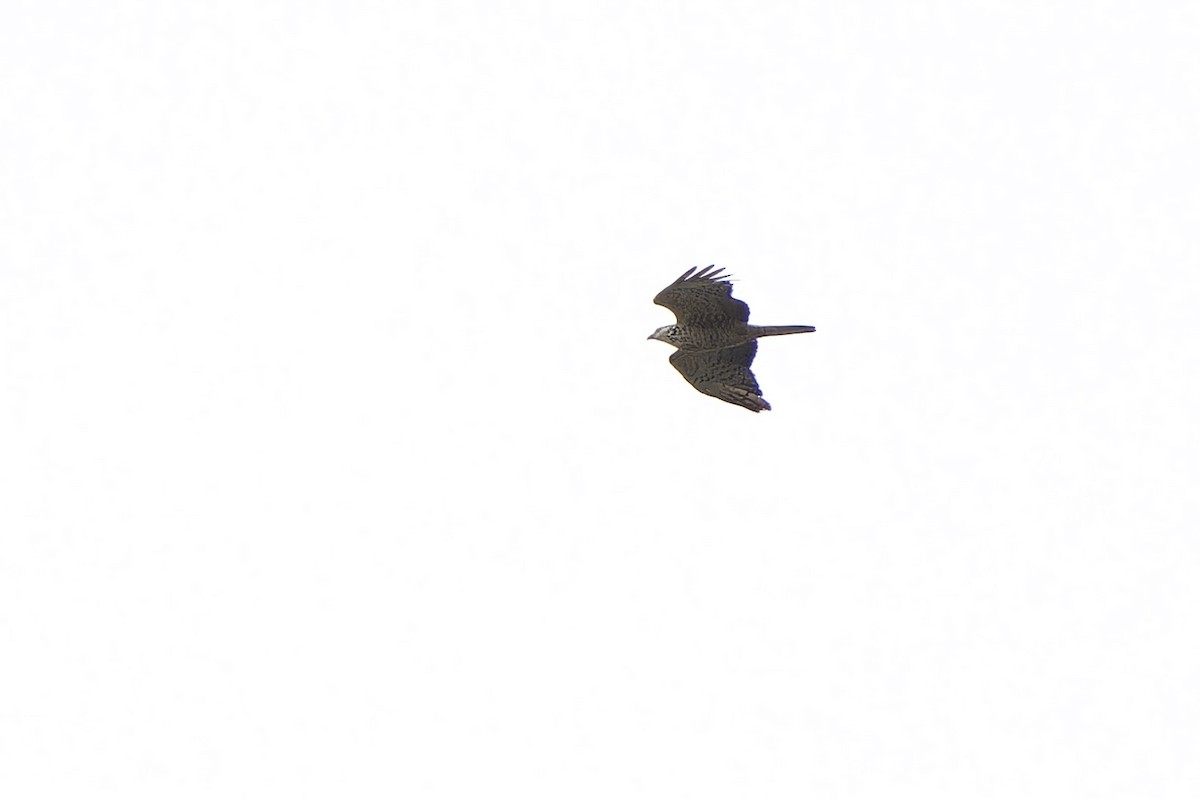 Oriental Honey-buzzard (Northern) - ML642470302