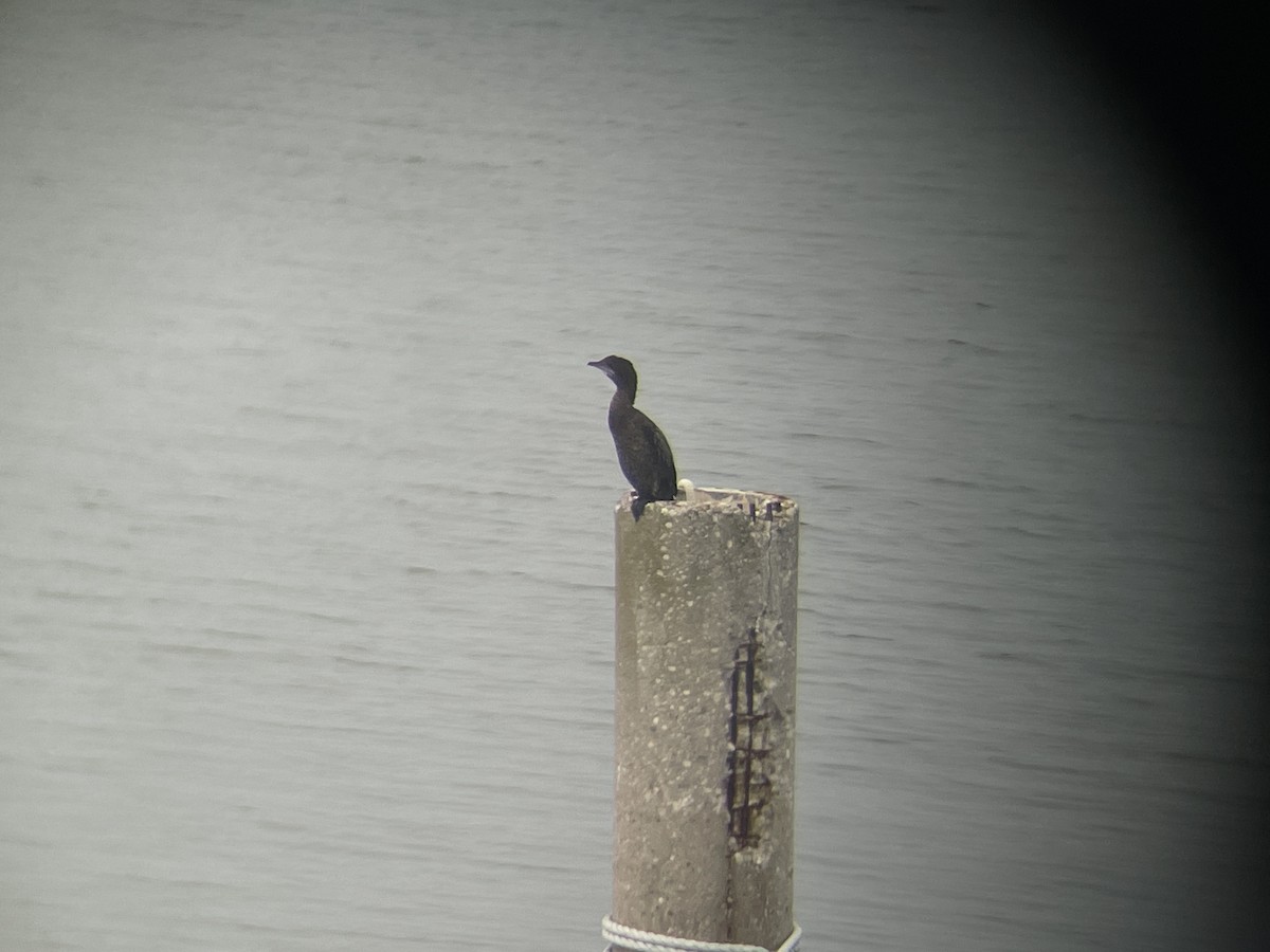 Pygmy Cormorant - ML642470304