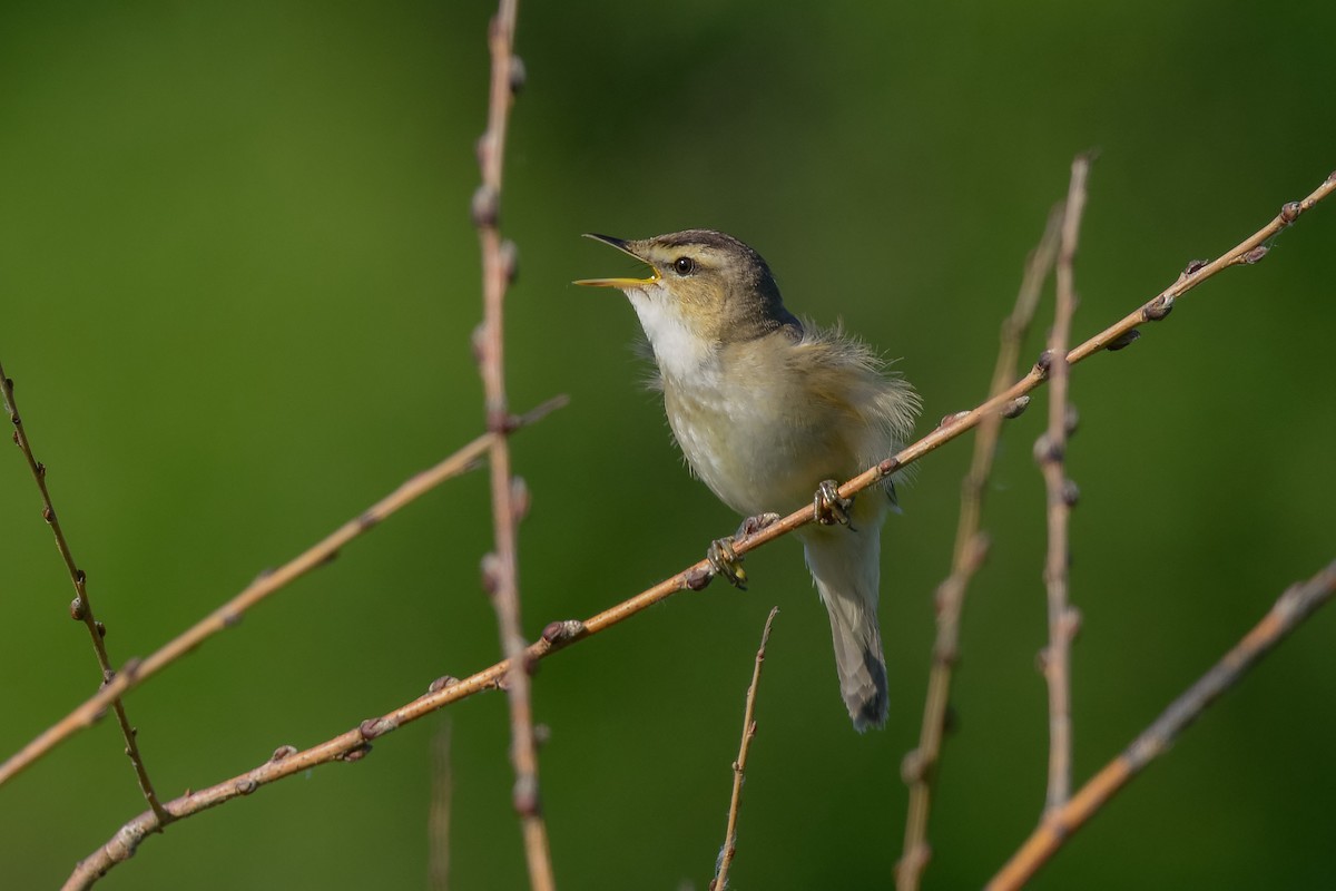 Black-browed Reed Warbler - ML642470308