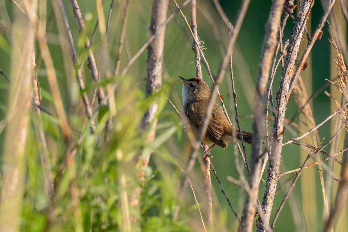 Black-browed Reed Warbler - ML642470309