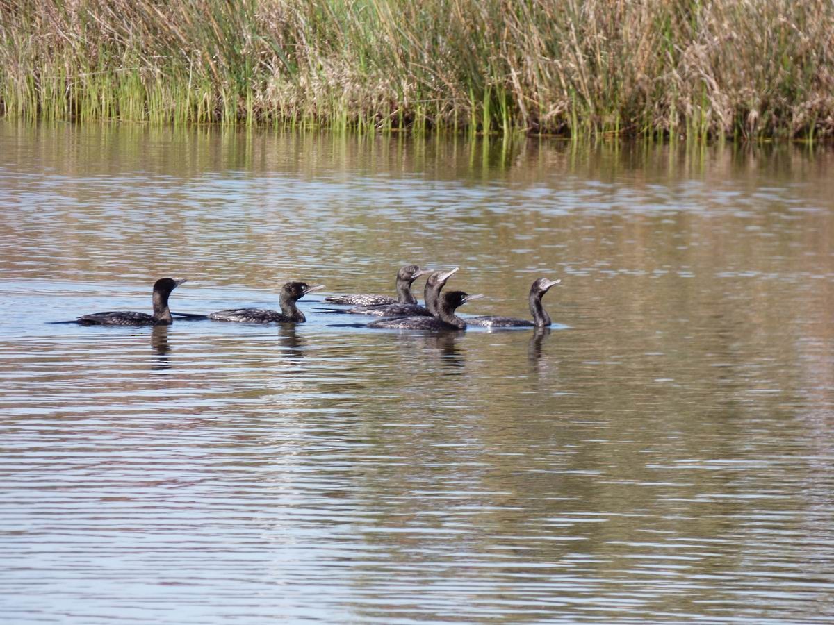 Little Black Cormorant - Thomas Nataprawira