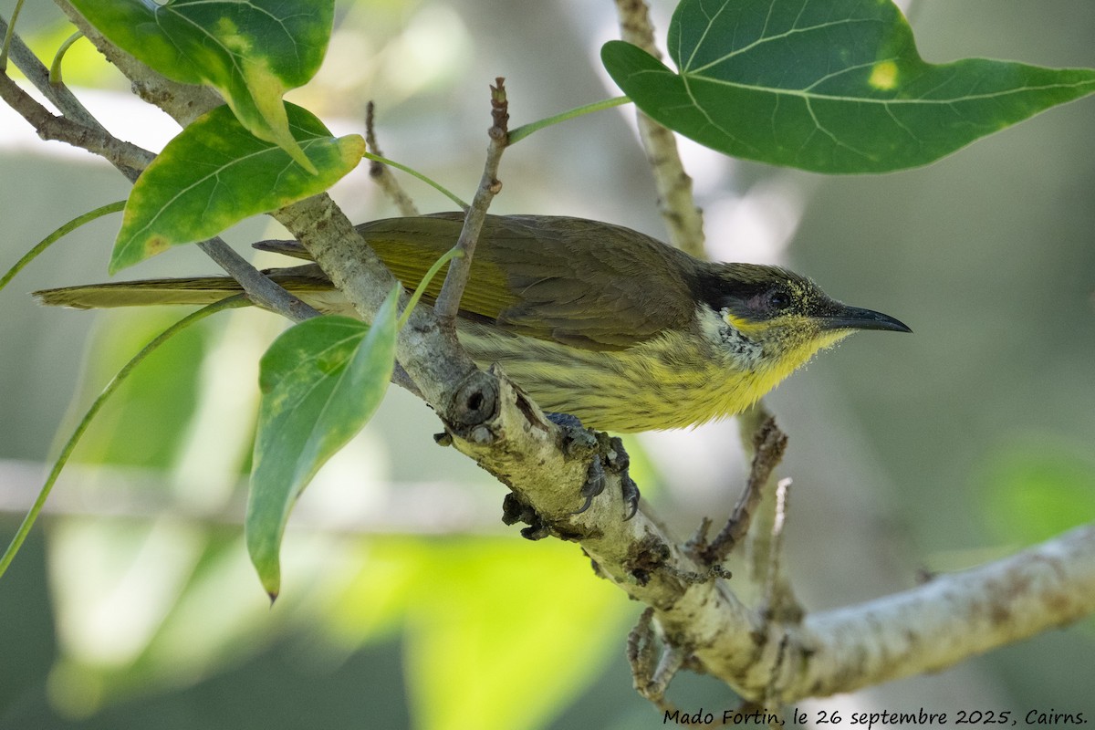 Varied Honeyeater - ML642470355