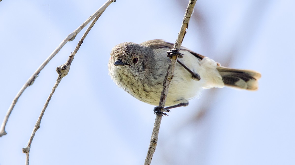 Inland Thornbill - ML642470359