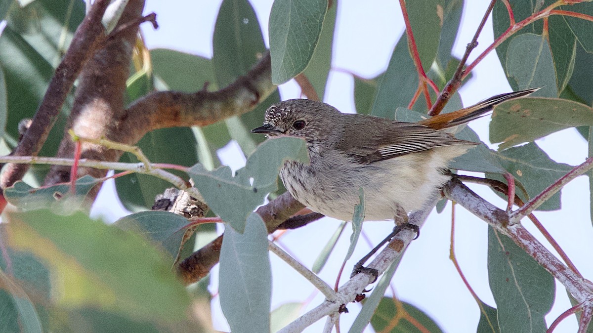 Inland Thornbill - ML642470369