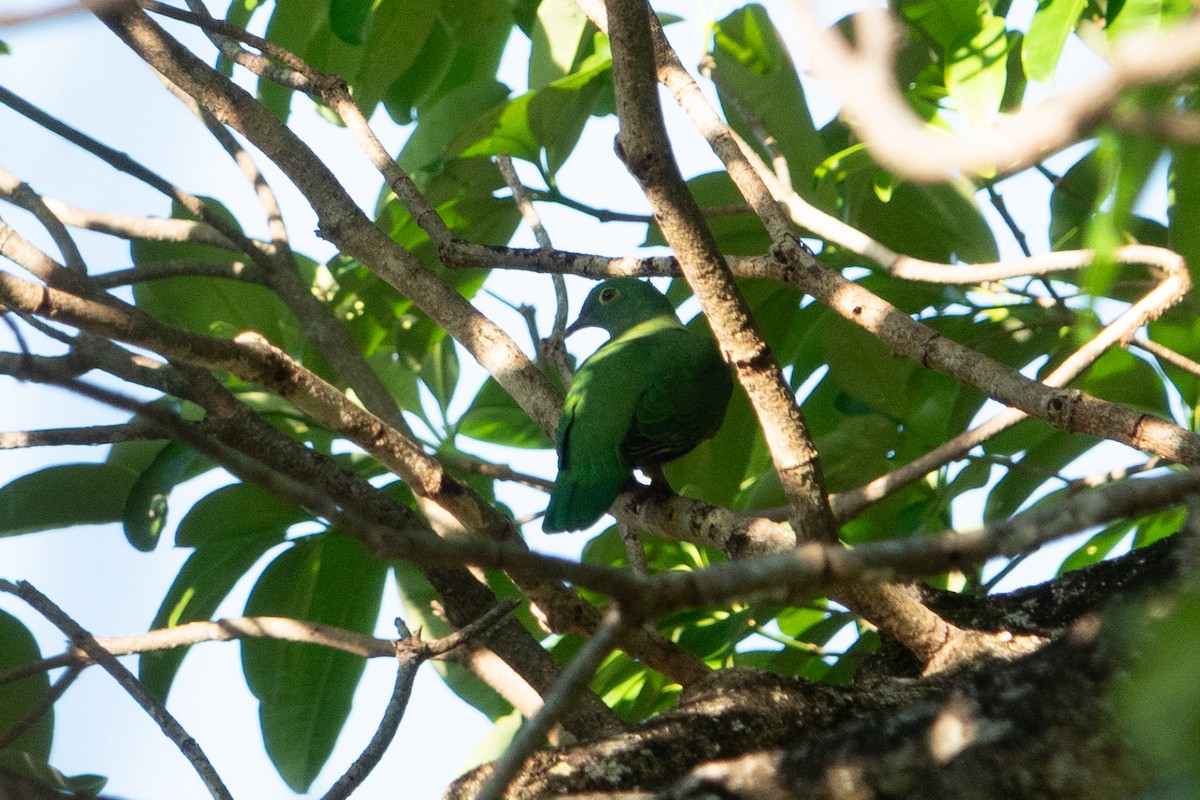 Superb Fruit-Dove - ML642470375
