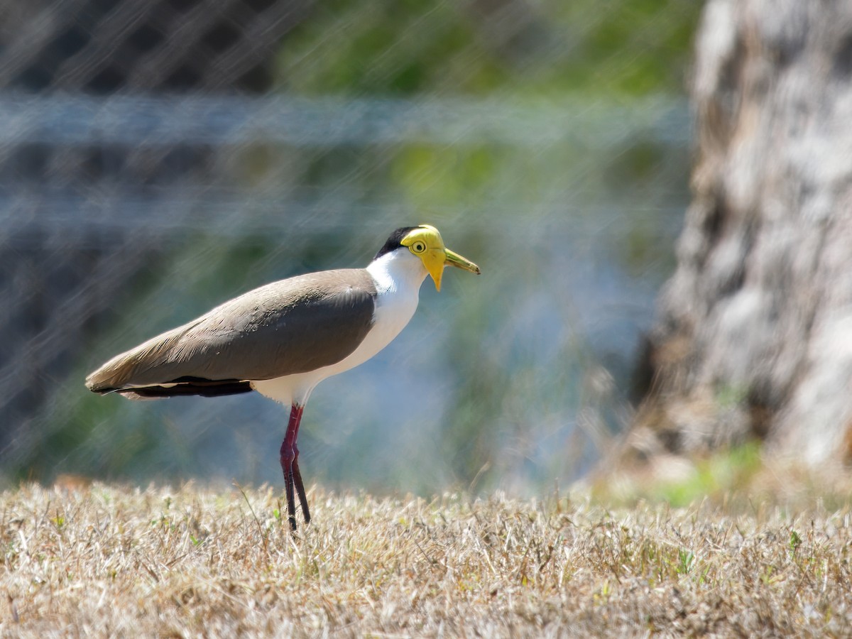 Masked Lapwing - ML642470384