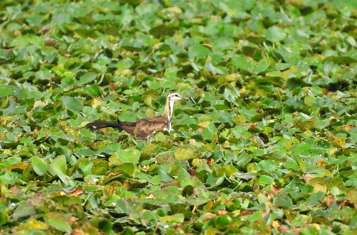 Pheasant-tailed Jacana - ML642470388