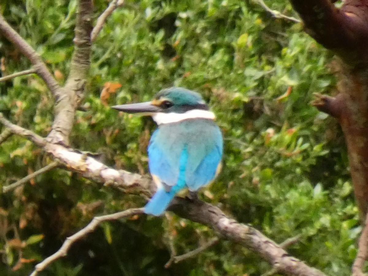 Sacred Kingfisher - ML642470391