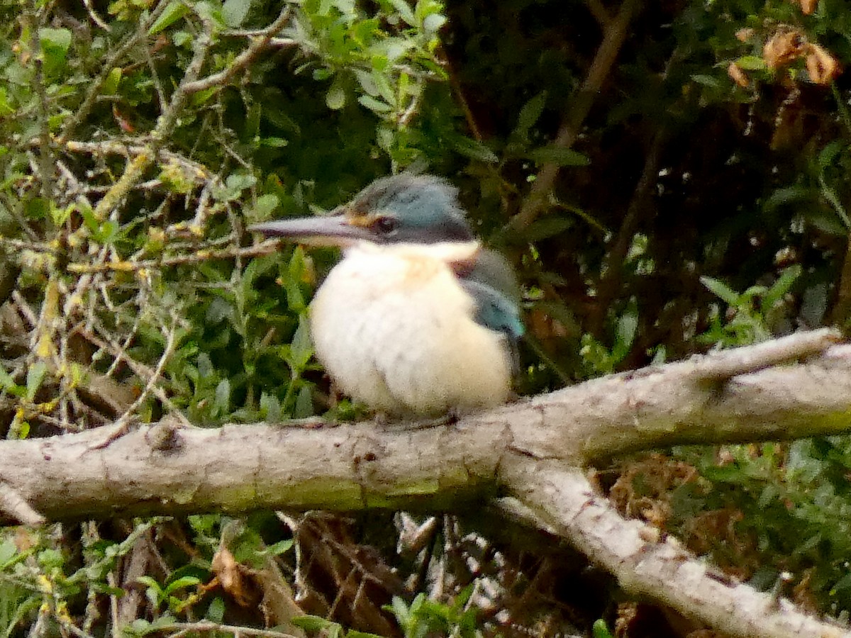 Sacred Kingfisher - ML642470392