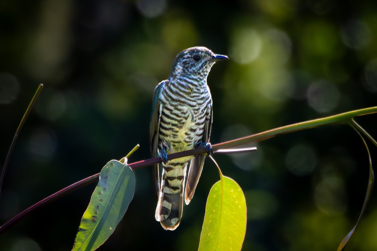 Shining Bronze-Cuckoo - ML642470394