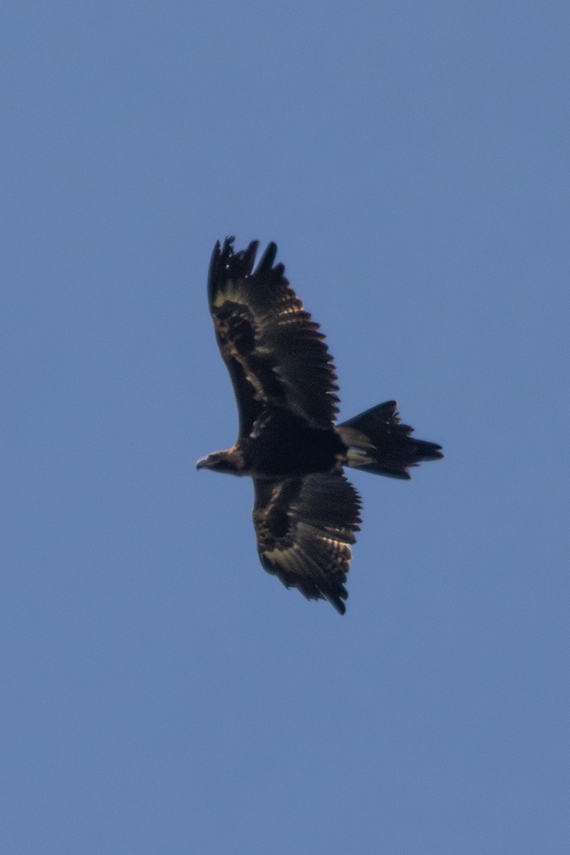 Aigle d'Australie - ML642470428