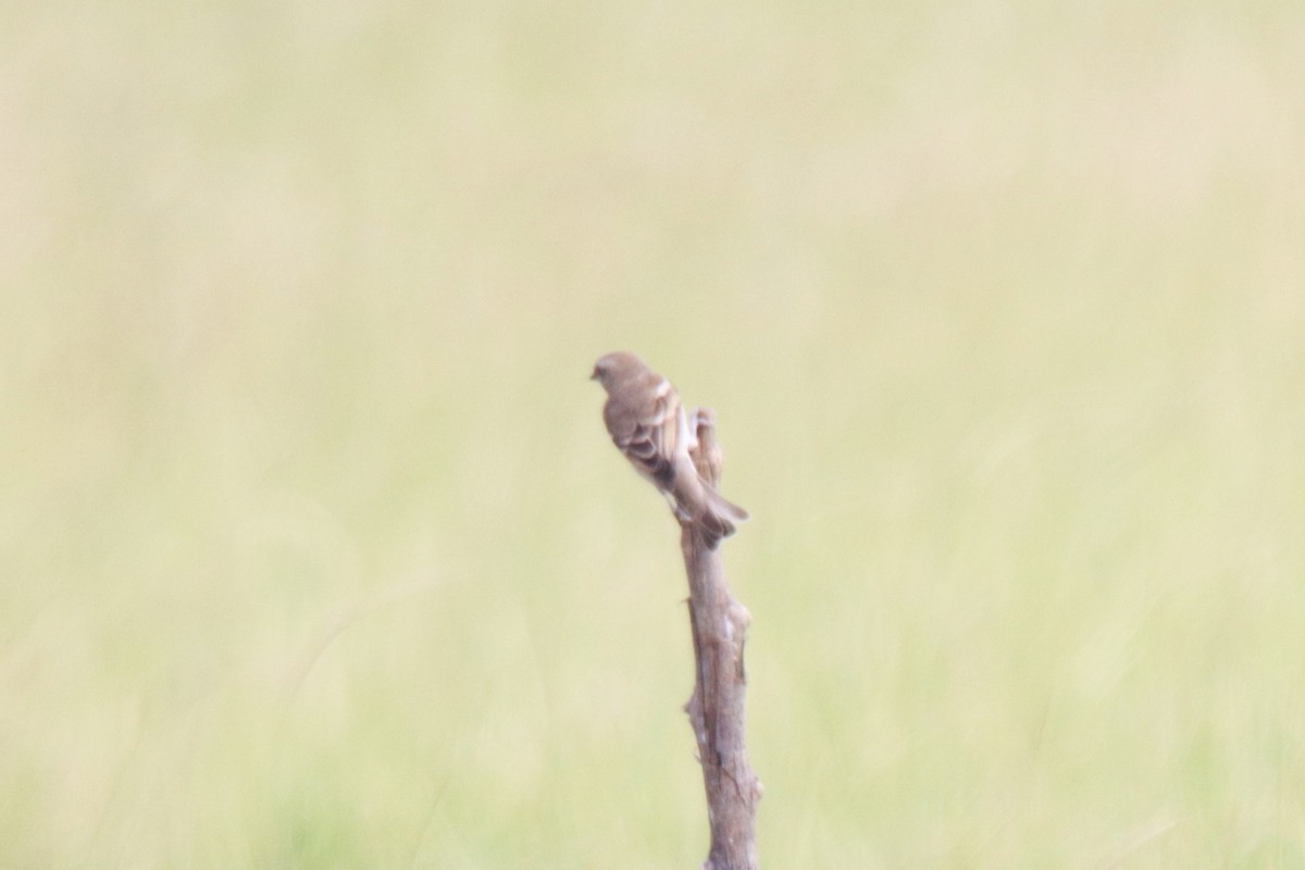 Yellow-throated Sparrow - ML642470432
