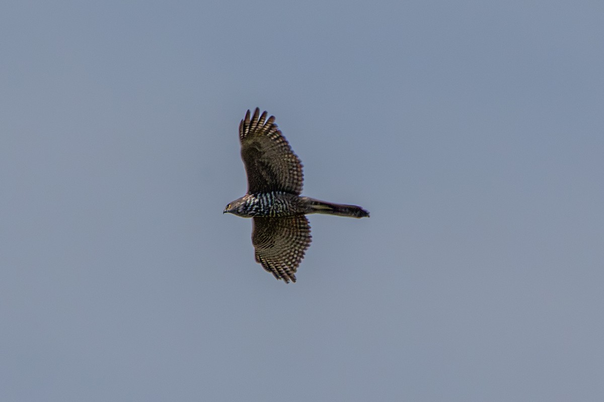 Collared Sparrowhawk - ML642470433