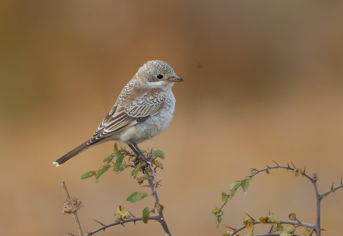 Woodchat Shrike - ML642470438
