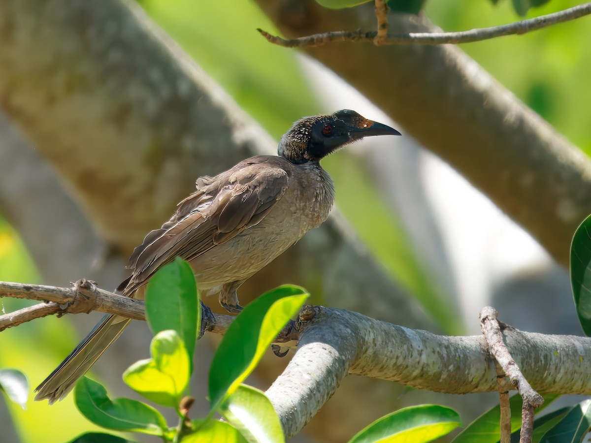 Helmeted Friarbird - ML642470461