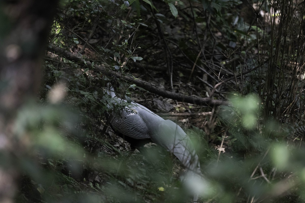 Silver Pheasant - ML642470485