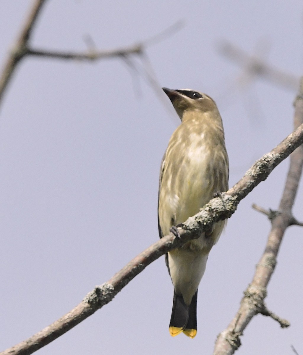 Cedar Waxwing - ML642470486