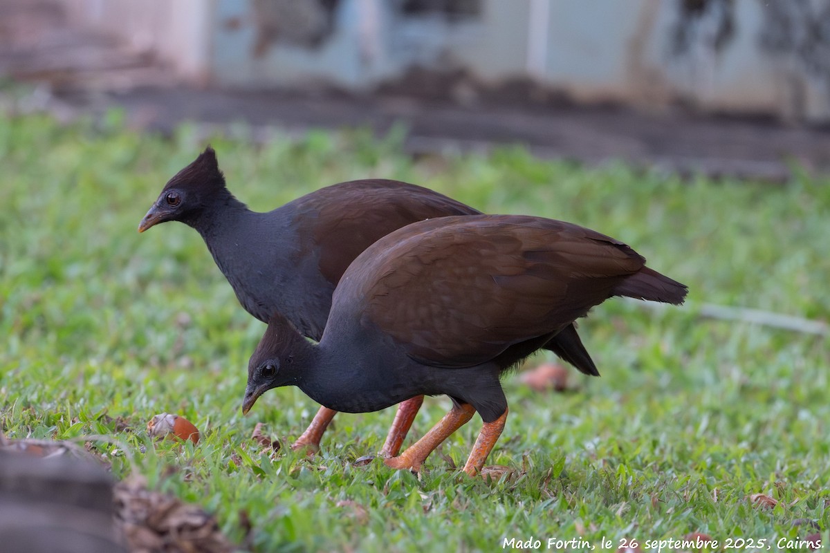 Orange-footed Megapode - ML642470487