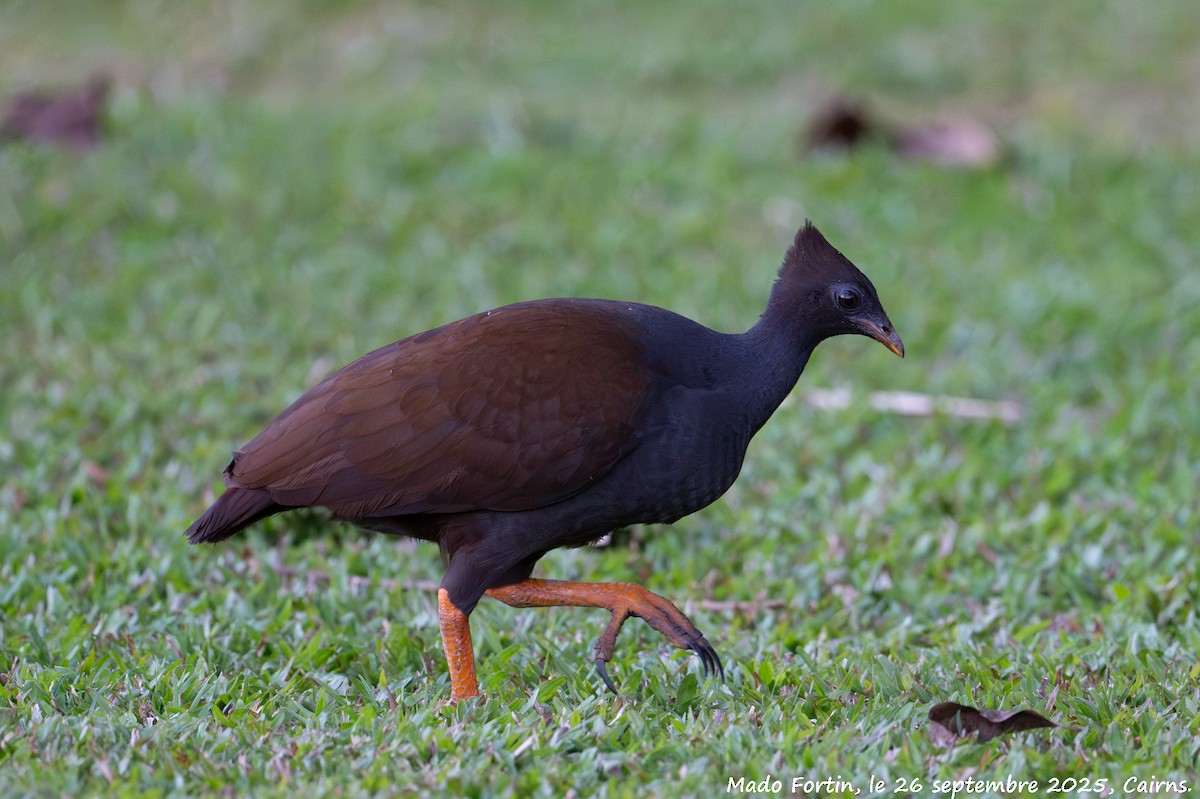 Orange-footed Megapode - ML642470488