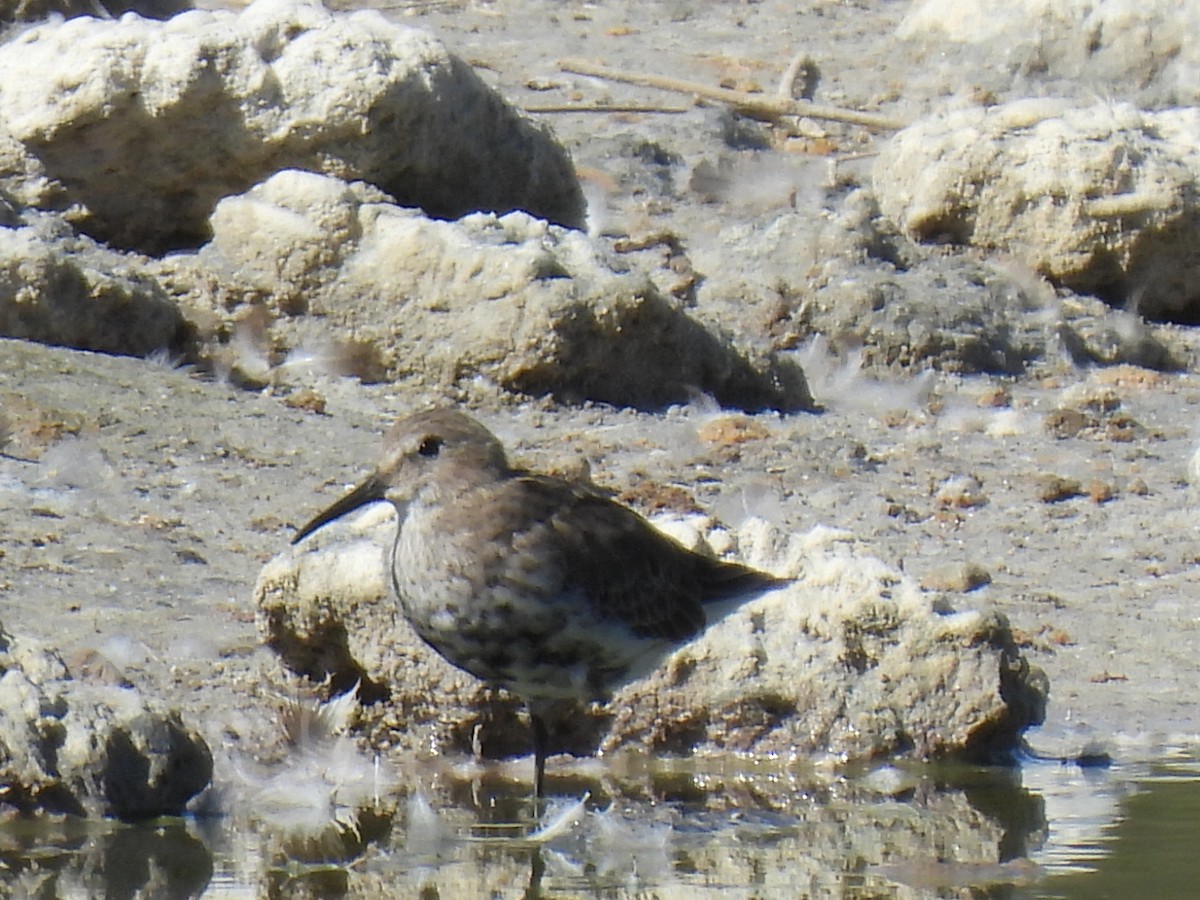 Dunlin - ML642470489