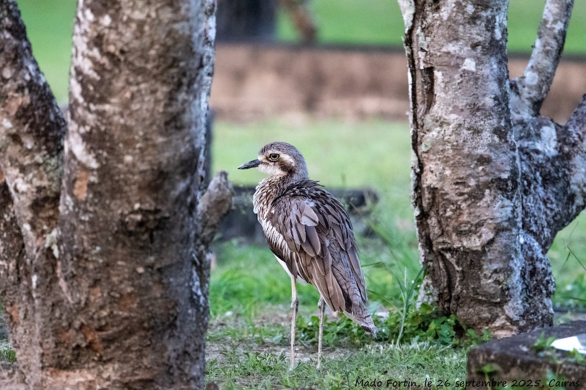 Bush Thick-knee - ML642470490