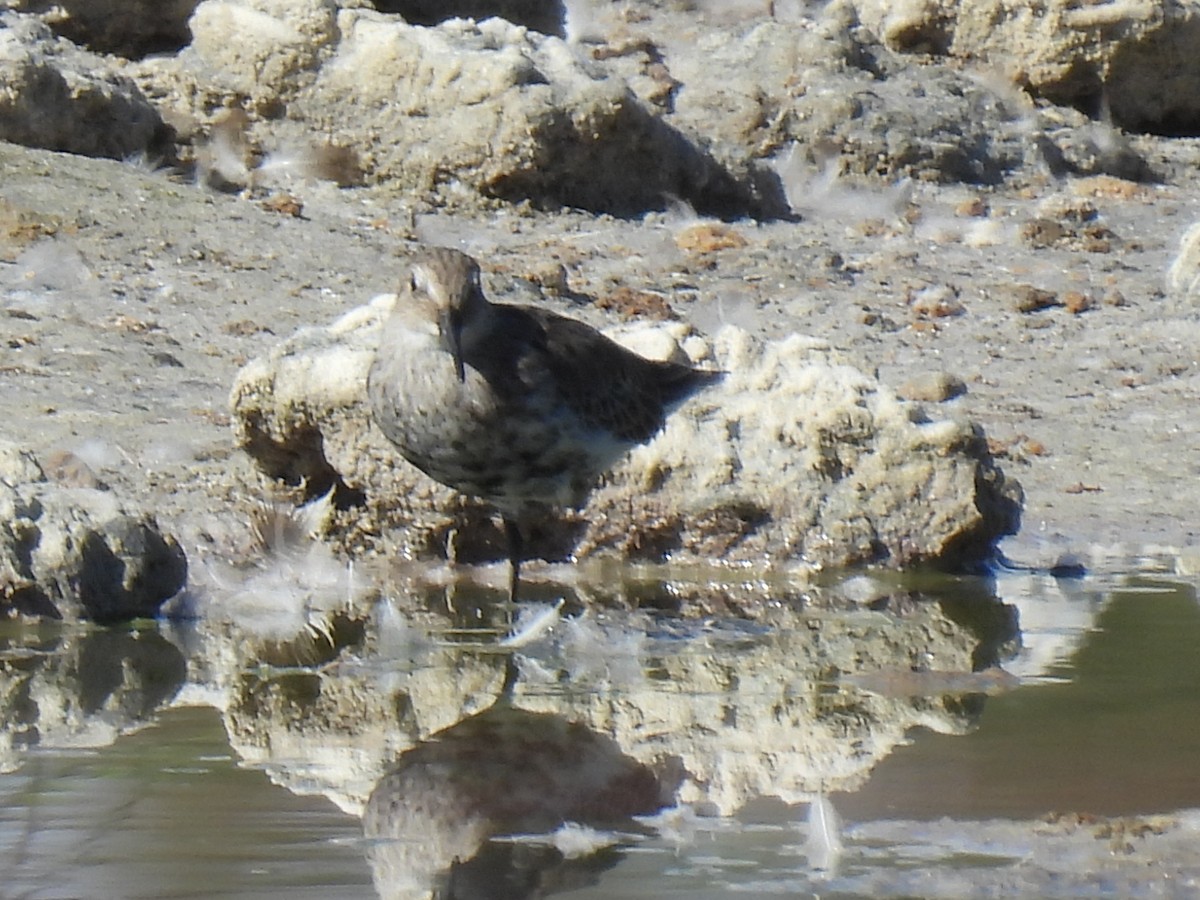 Dunlin - ML642470491