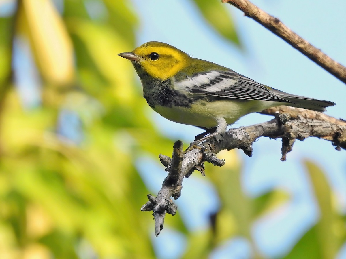 Black-throated Green Warbler - ML642470492