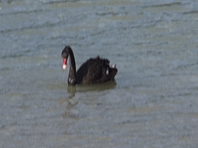Black Swan - ML642470494