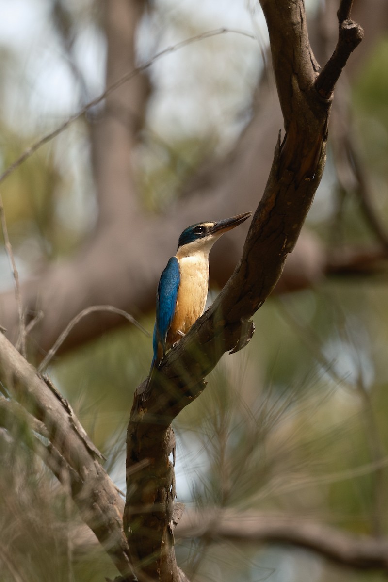 Sacred Kingfisher - ML642470499