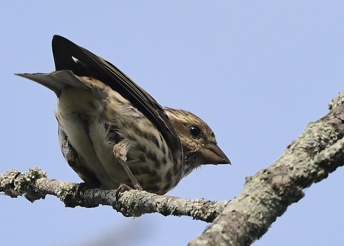 Purple Finch - ML642470500