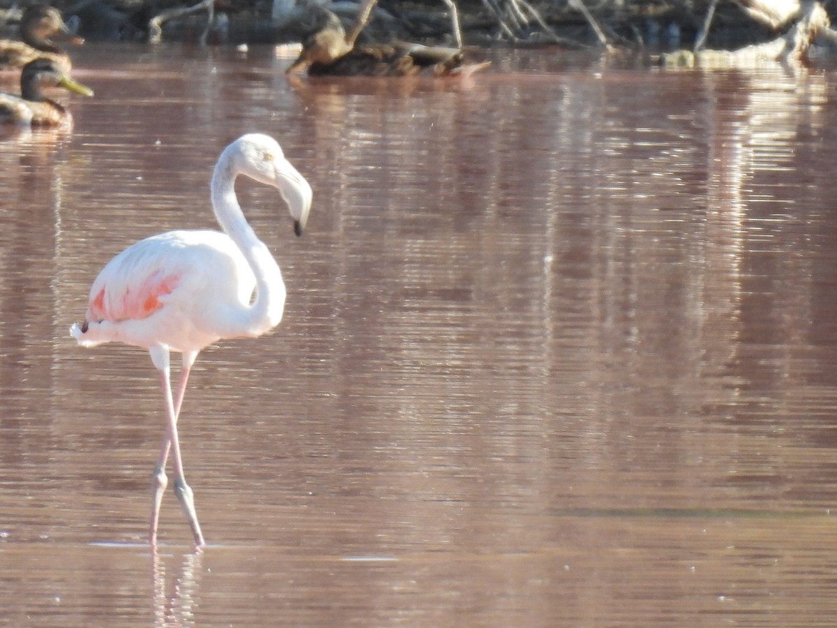 Greater Flamingo - ML642470501