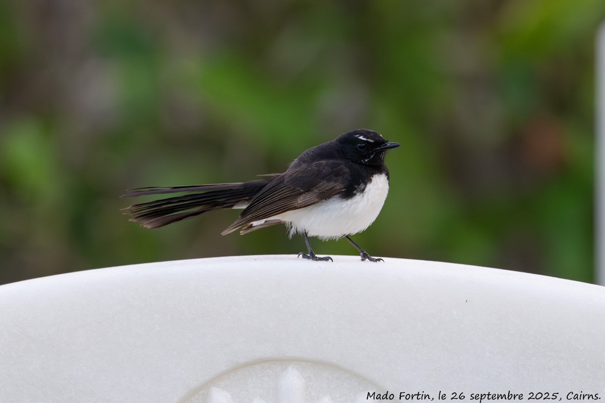 Willie-wagtail - ML642470502