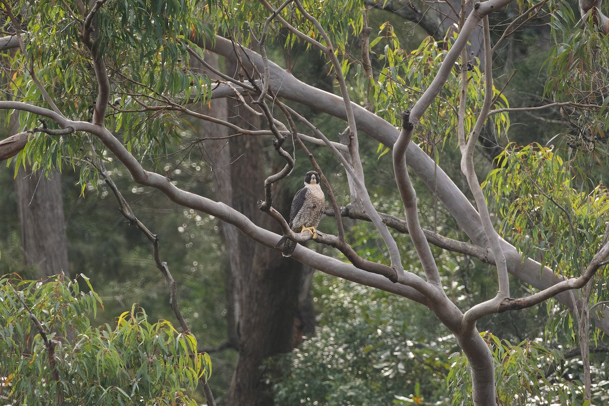 Peregrine Falcon - ML642470503