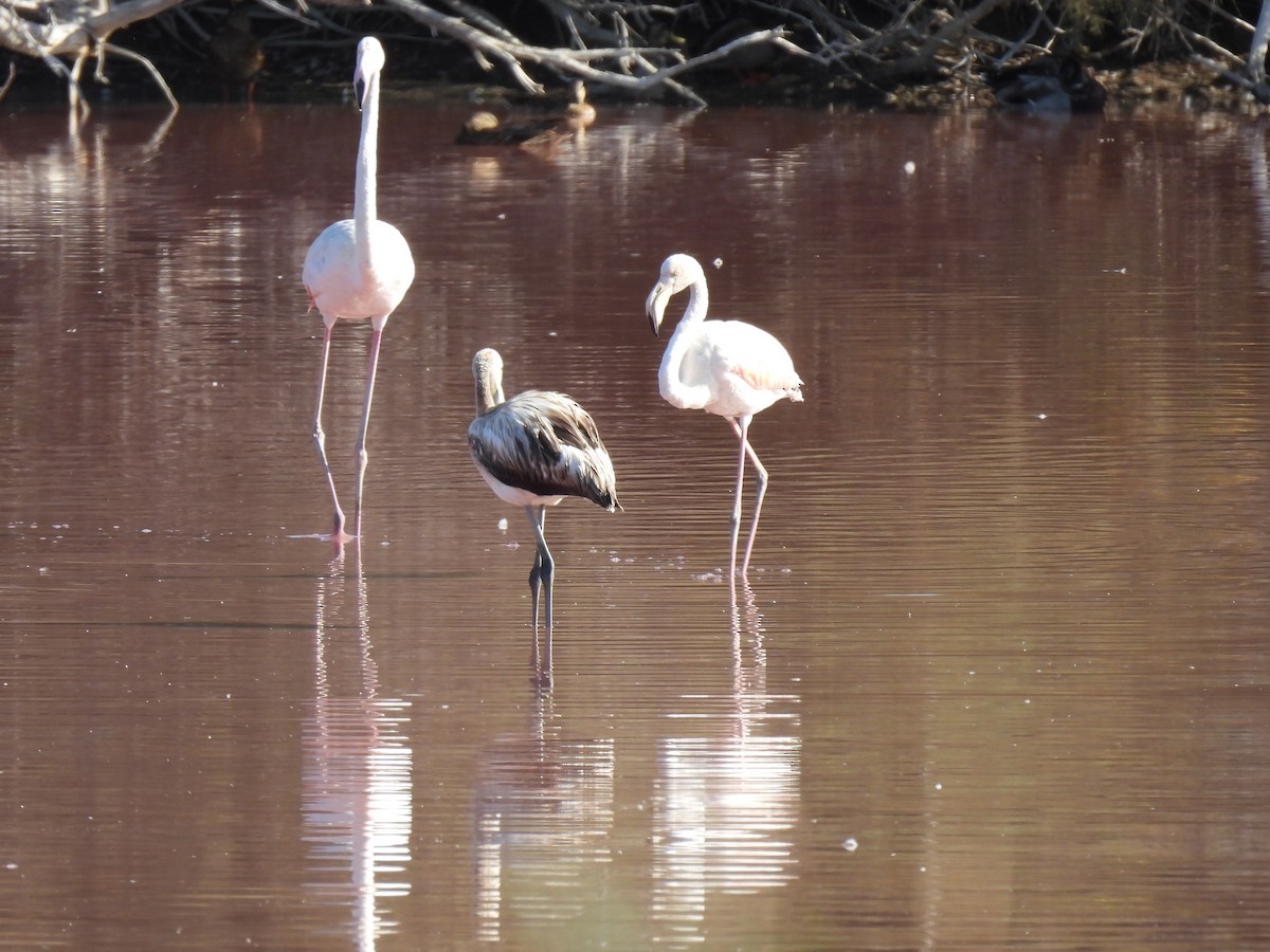 Greater Flamingo - ML642470504