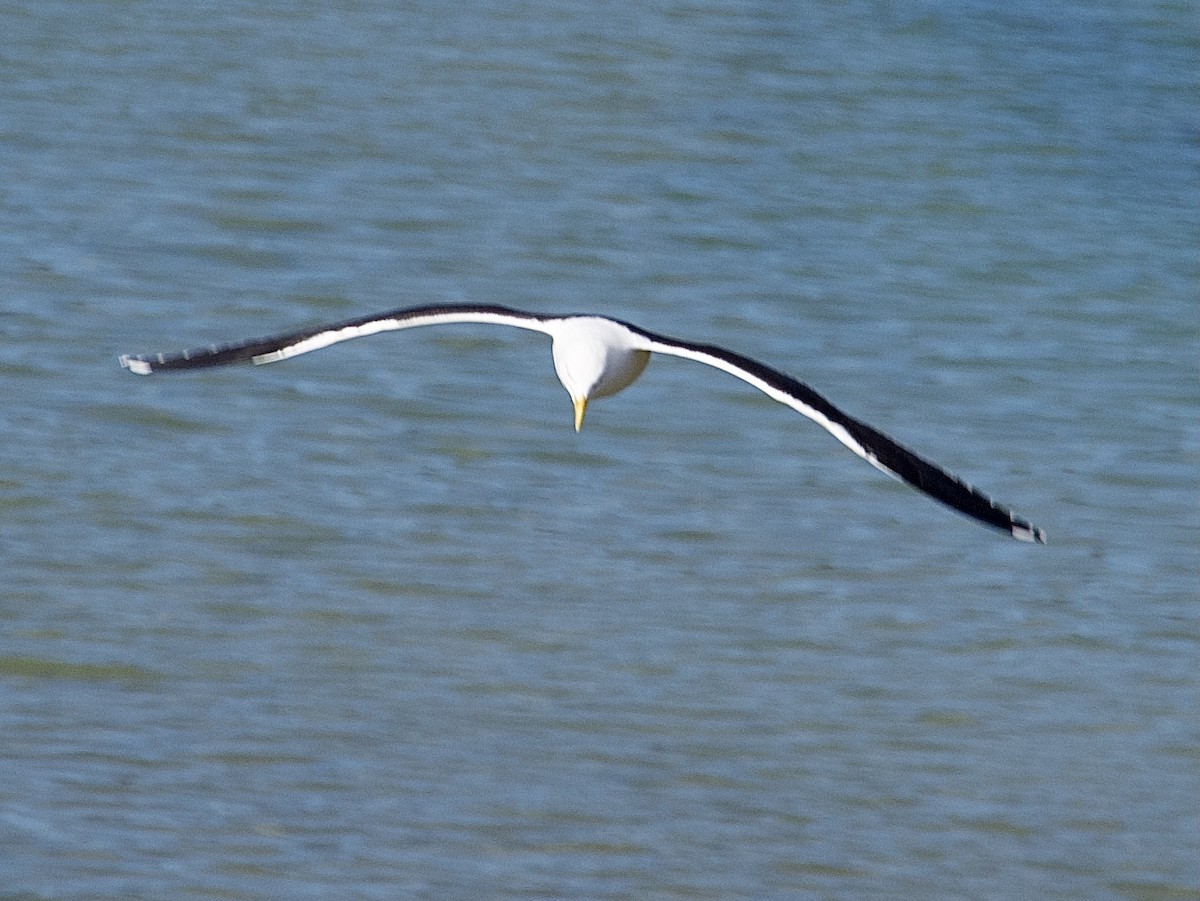 Kelp Gull - ML642470507