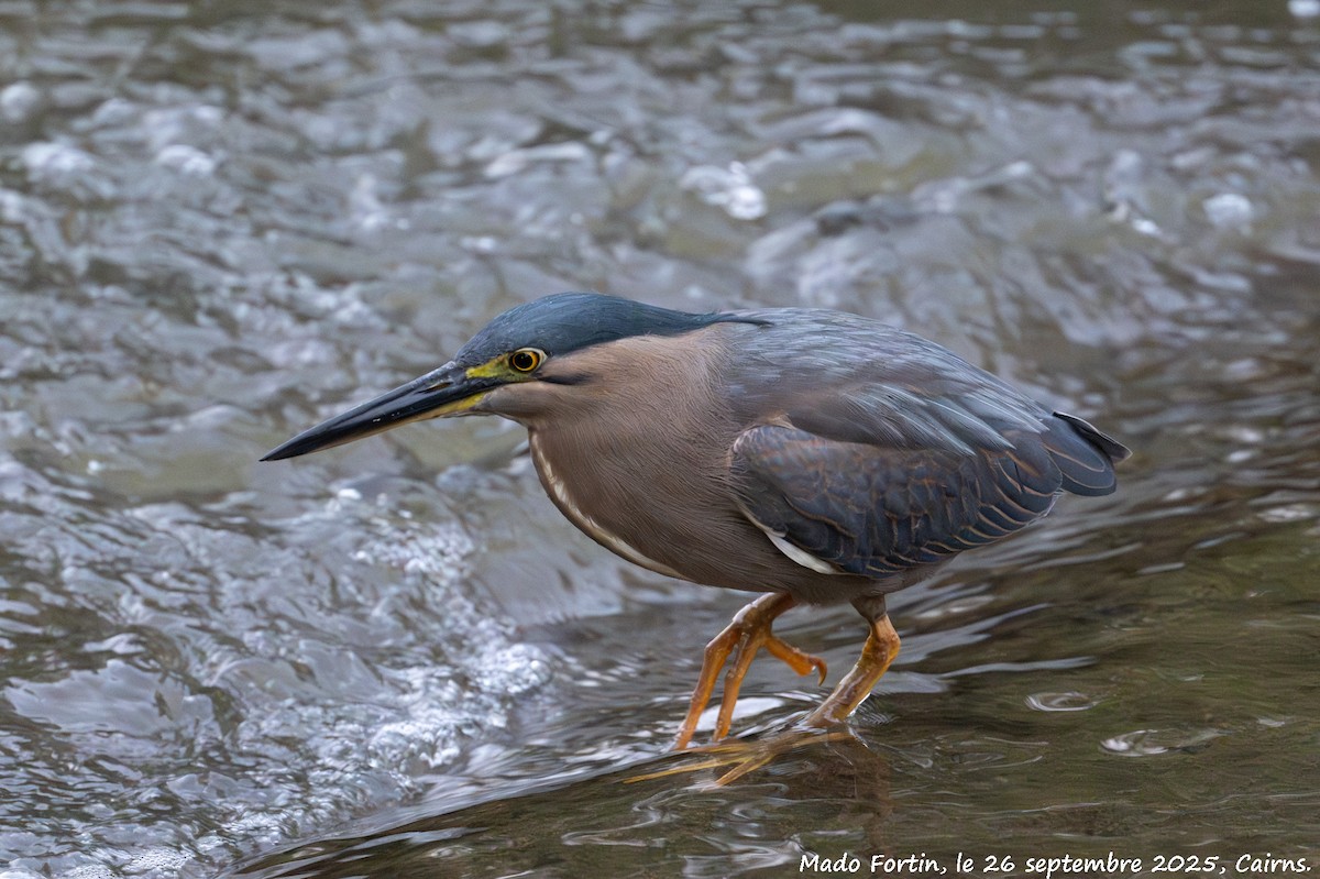 Striated Heron - ML642470516