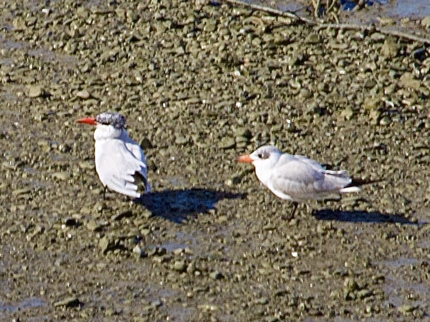 Caspian Tern - ML642470517