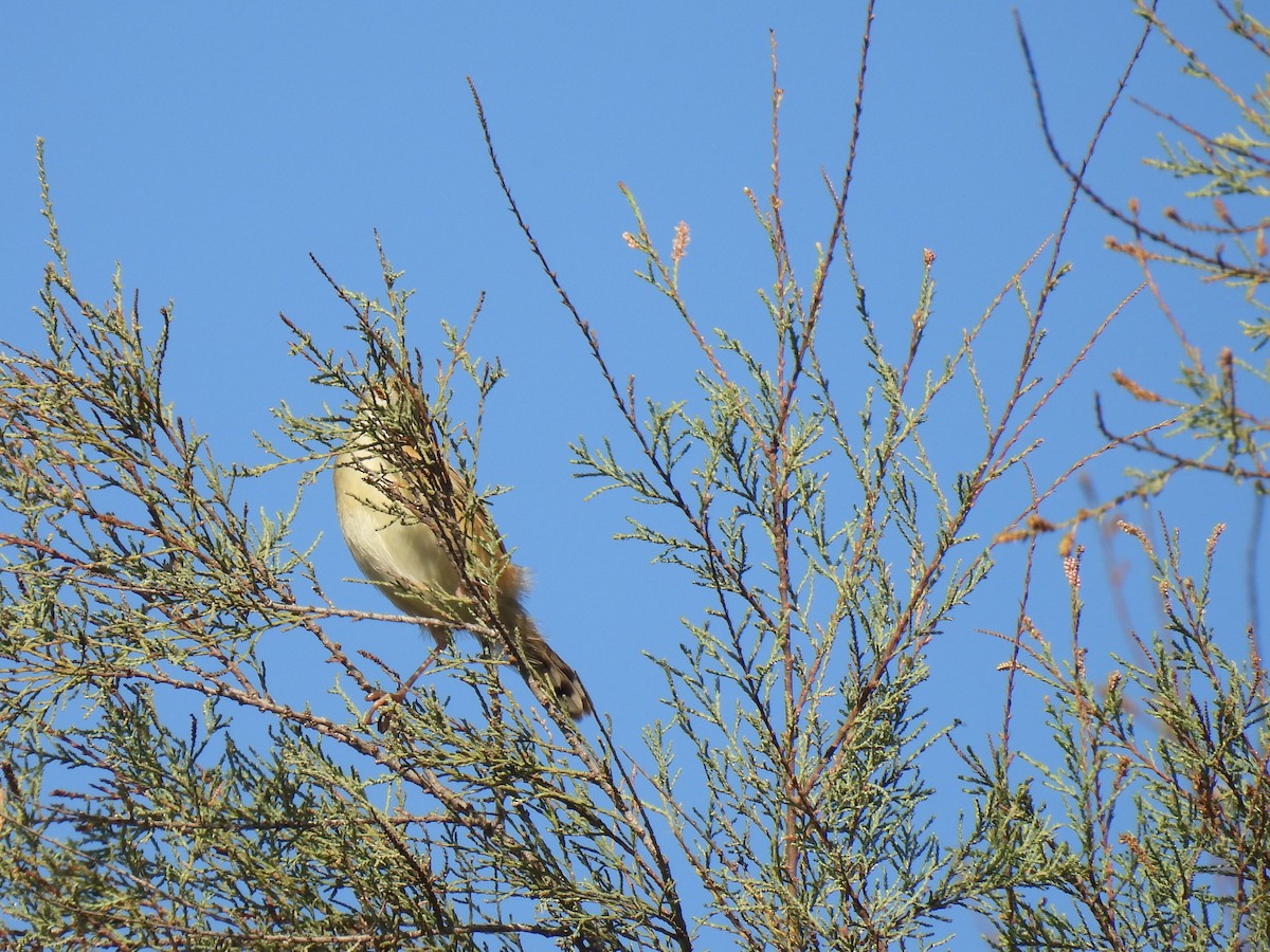 Zitting Cisticola - ML642470518