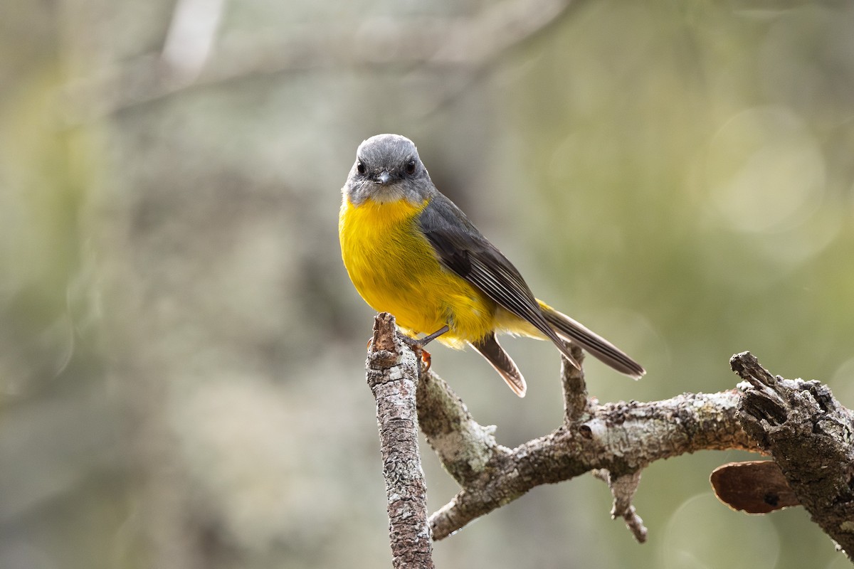 Eastern Yellow Robin - ML642470520