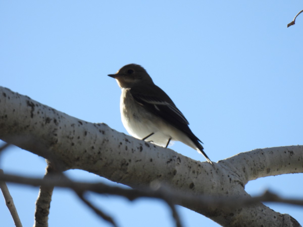 European Pied Flycatcher - ML642470521