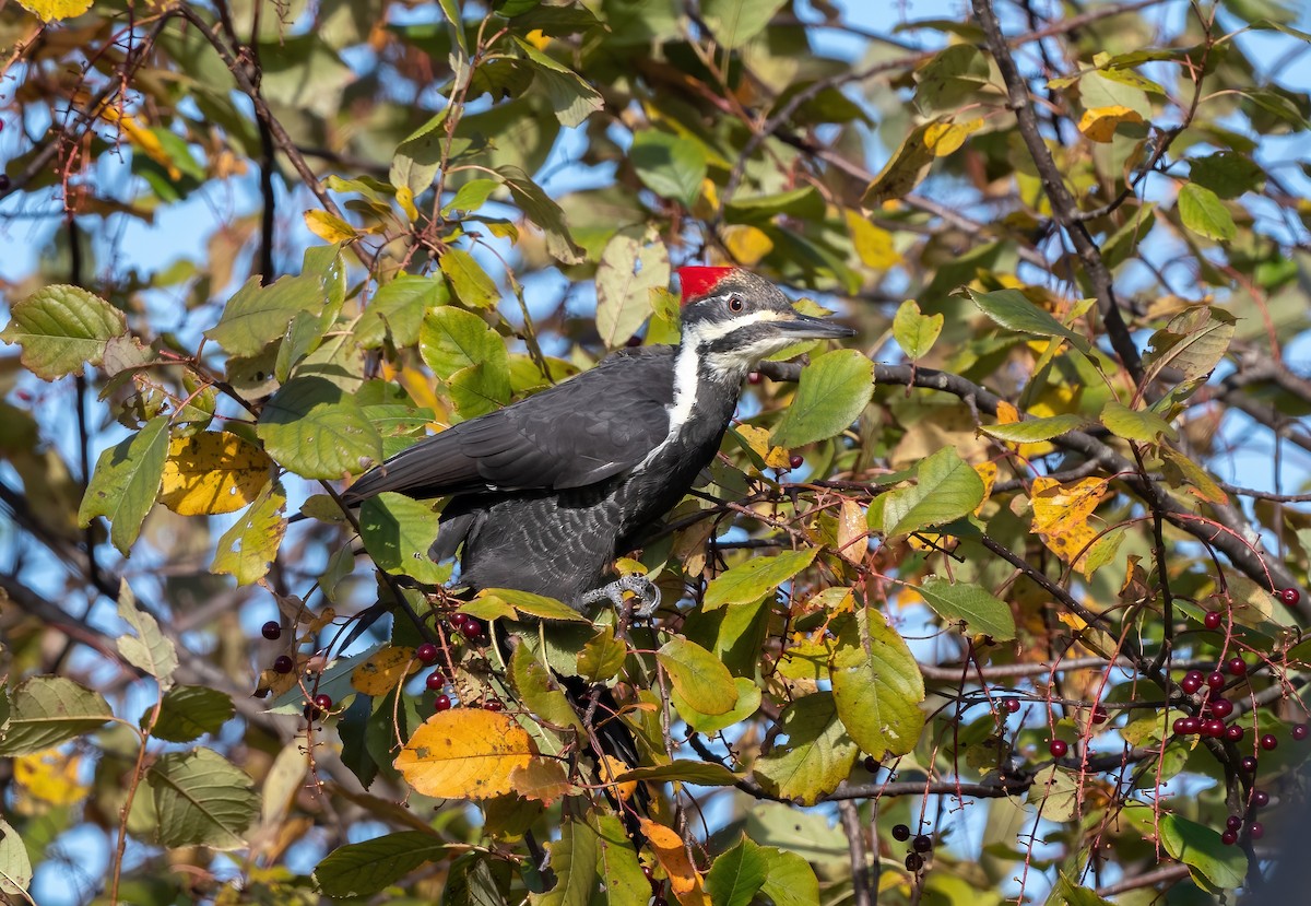 Pileated Woodpecker - ML642470523