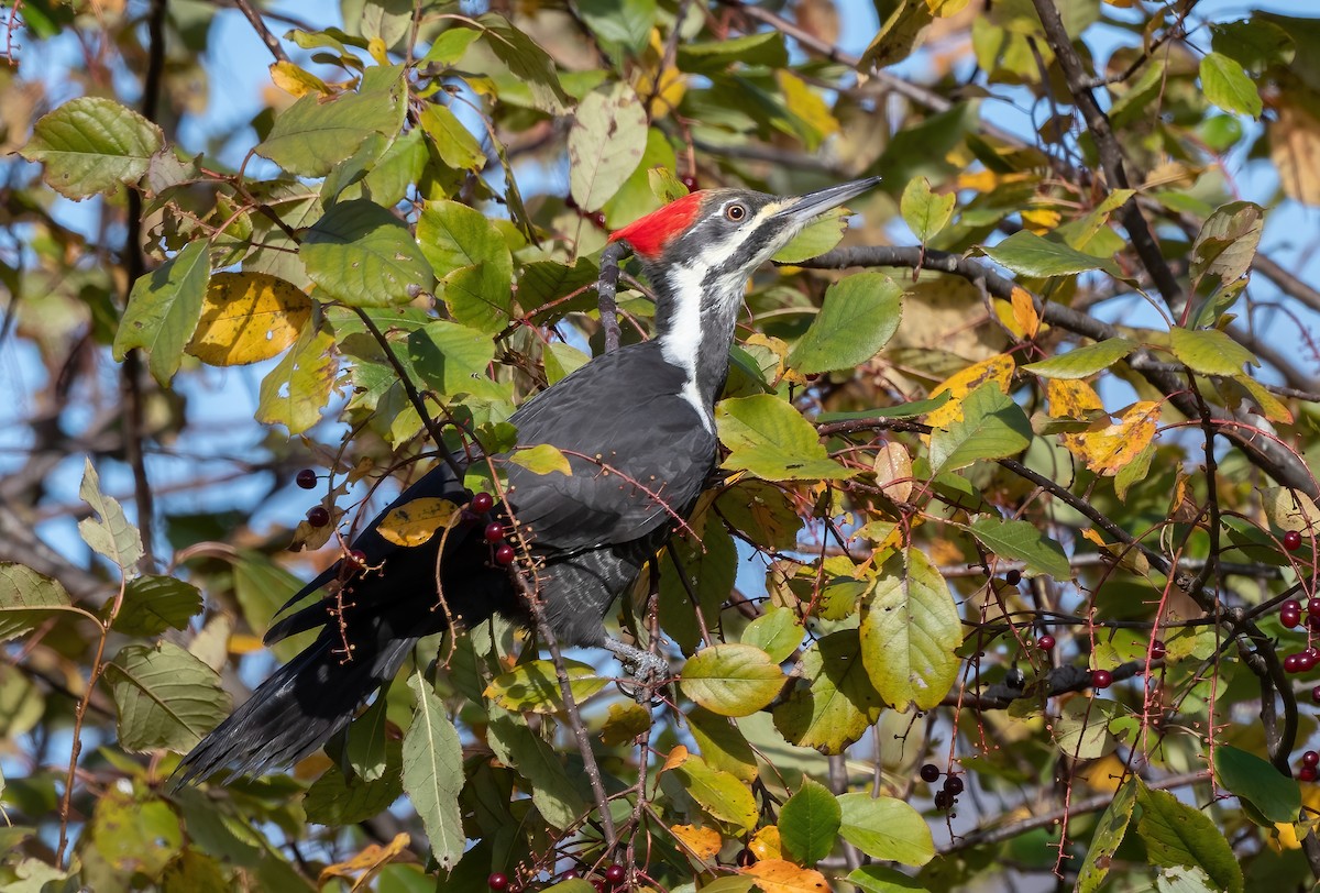 Pileated Woodpecker - ML642470524