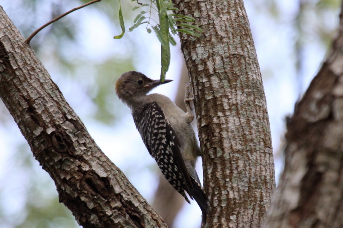 Golden-fronted Woodpecker - ML642470543