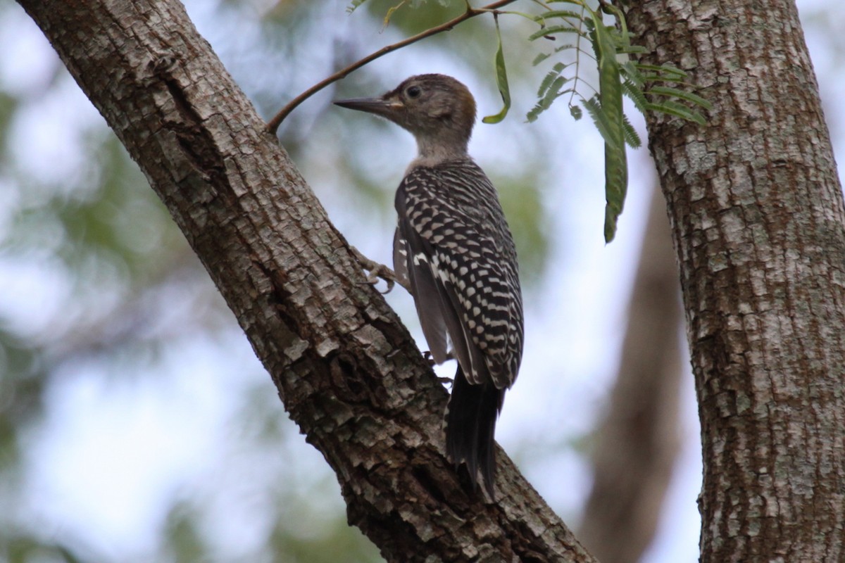 Golden-fronted Woodpecker - ML642470544