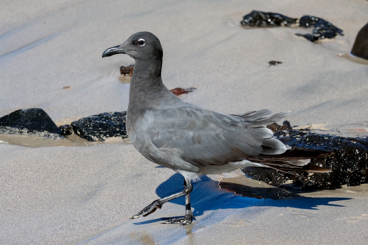 Lava Gull - ML642470555