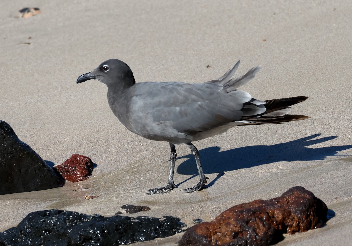 Lava Gull - ML642470557