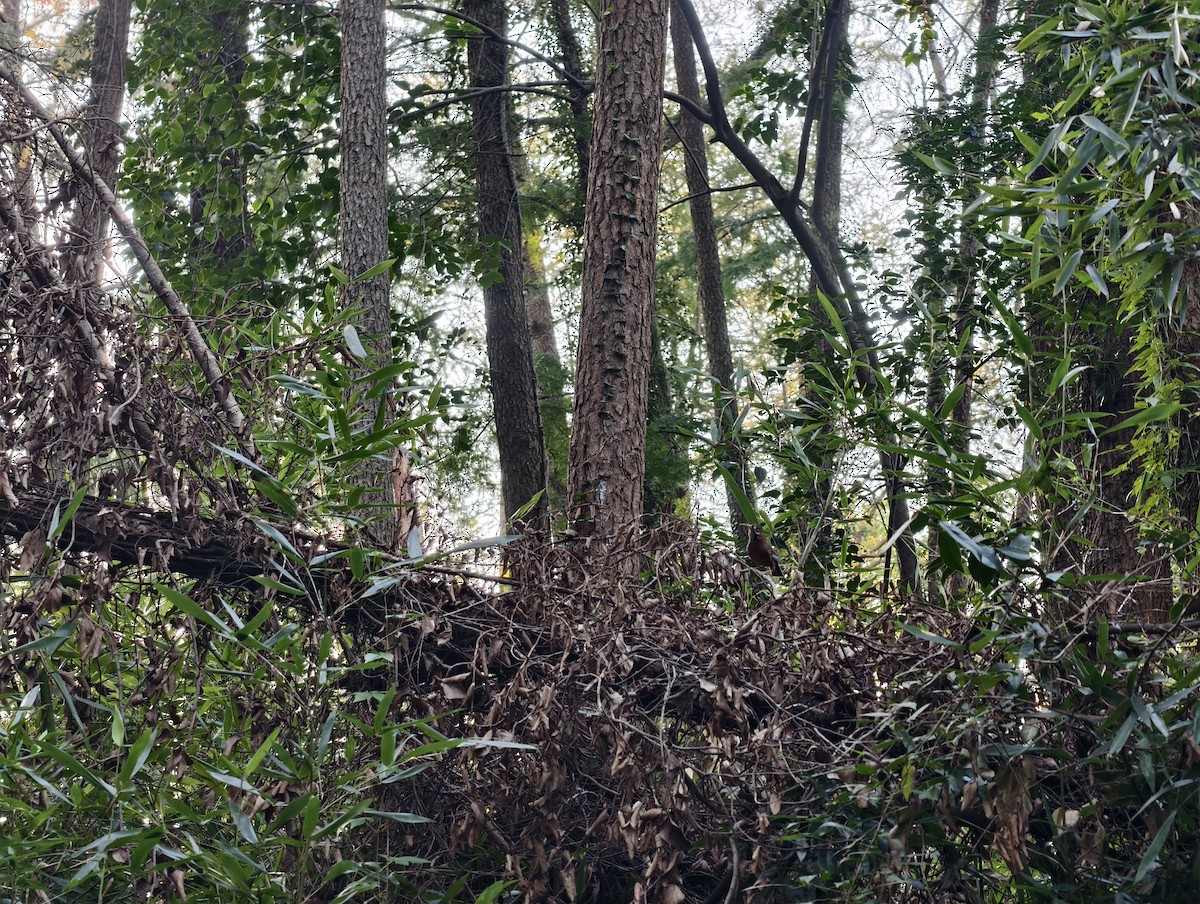 Bıyıklı Gevezeardıç (cinereiceps) - ML642470626