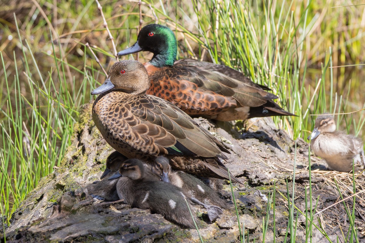 Chestnut Teal - ML642470639
