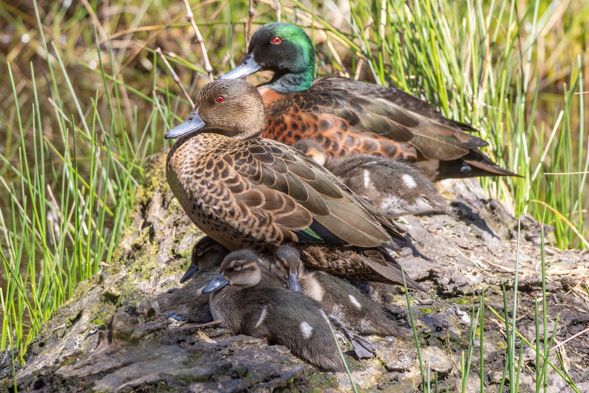Chestnut Teal - ML642470640